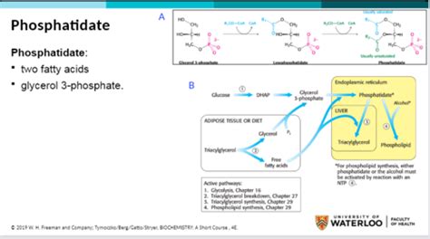 KIn 217 Chap 29: Lipid synthesis storage lipids, phospholipids, and ...