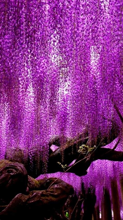 Wisteria Flowers Wallpapers Wallpaper Cave