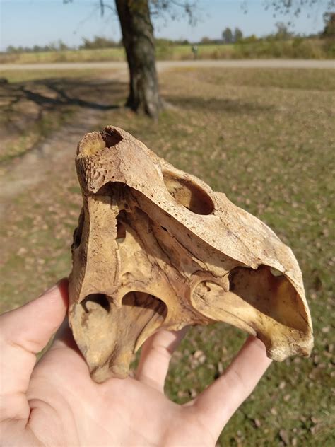 Alligator Snapping Turtle Skull They Can Grow 2 3x This Size And Live