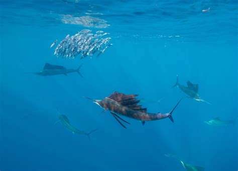 Whats The Difference Between Sailfish And Swordfish American Oceans