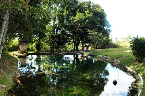 50 mil Mudas de Árvores Nativas do Cerrado serão Plantadas em Parques