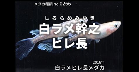 白ラメ幹之ヒレ長（しろらめみゆきれなが）とは 改良メダカweb図鑑no0266 メダカの品種 白 改良メダカweb図鑑