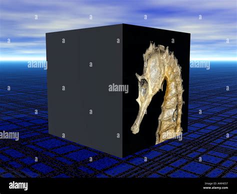 Graphic Illustration of a Seahorse (Hippocampus Stock Photo - Alamy