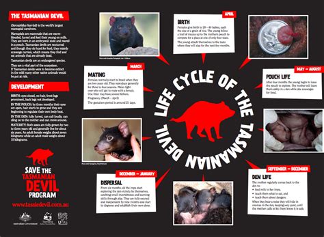 Life cycle - Tasmanian devils