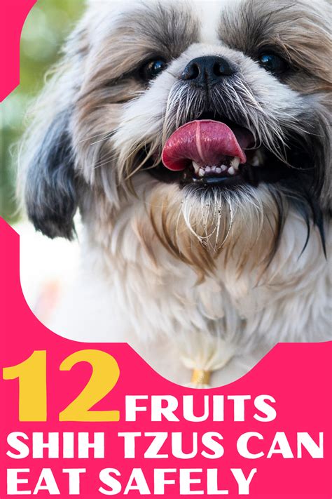 12 Fruits Shih Tzus Can Eat Safely With Feeding Guide Shitzu