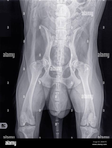 Radiographie D Un Chien Plus G Pr Sentant Une Dysplasie S V Re De La