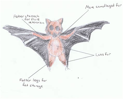 Grey Headed Flying Fox!!!: Activity 5 - Evolution for climate change