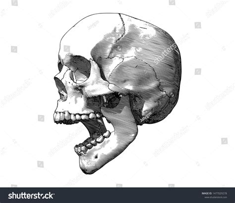 Monochrome Engraving Drawing Human Skull Open Stock Vector (Royalty Free) 1477029278 | Shutterstock