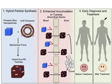 Qanda Using Prussian Blue Nanoparticles To Diagnose And Treat Brain Cancer