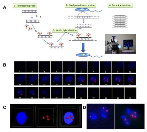 Fluorescence In Situ Hybridization Download Scientific Diagram