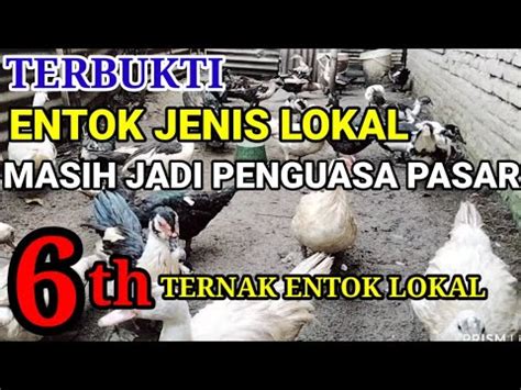 Terbukti Jenis Entok Lokal Semakin Banyak Di Minati Sukses Ternak