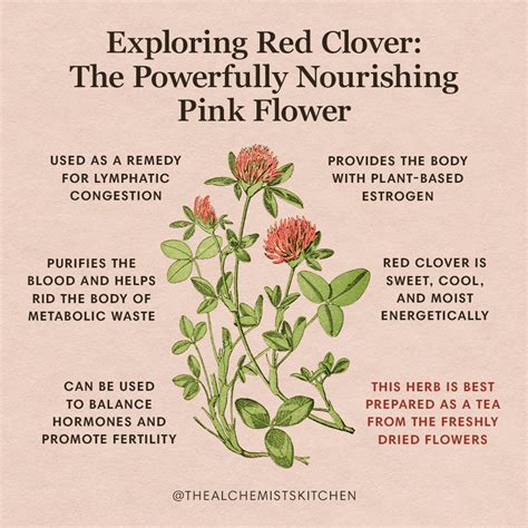 Exploring Red Clover: The Powerfully Nourishing Pink Flower - The ...