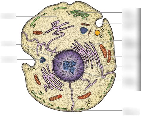 Organelle Labelling And Function Diagram Quizlet