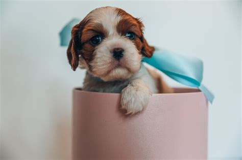 Cachorrinho um laço azul suave em uma caixa redonda rosa sobre