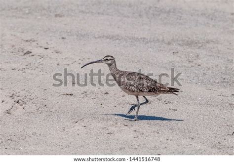 Whimbrel Numenius Phaeopus Malibu Lagoon California Stock Photo