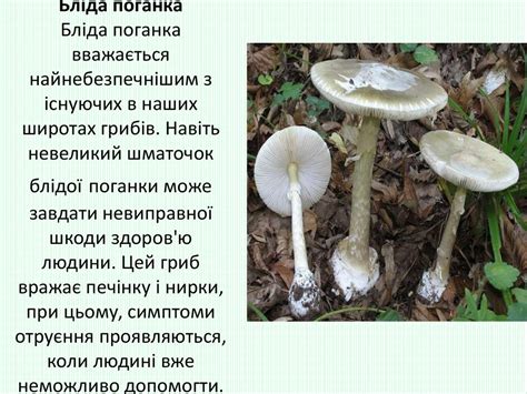 Отруйні гриби - презентация онлайн
