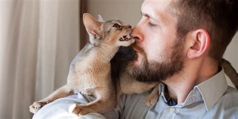 Pourquoi Les Chats Aiment Ils Autant La Barbe Cats