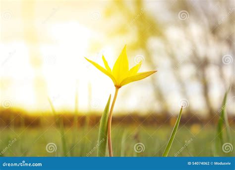 Gelbe Tulpe In Einem Gras In Der Sonne Strahlt Stockfoto Bild Von