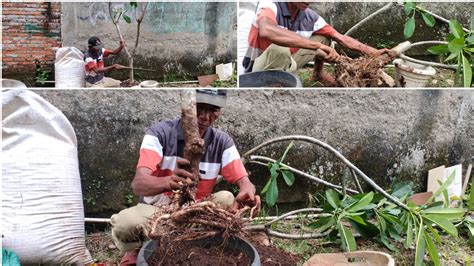 Membuat Bonsai Kamboja Bali Part Youtube