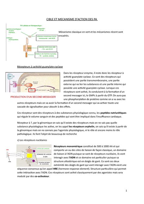 Cible Et Mecanisme Action Cible Et Mecanisme D Action Des Pa