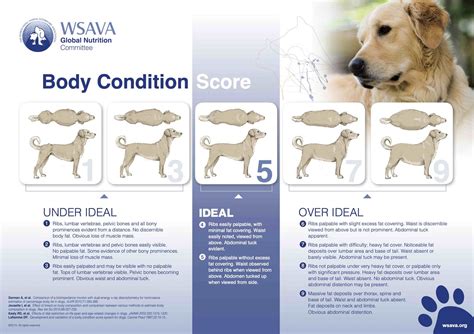 What Is Body Condition Score And Why It Matters Pets In Stitches