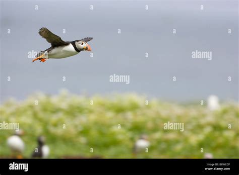 A Puffin in flight Stock Photo - Alamy