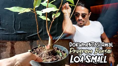 Pres Batang Bonsai Loa Mame Program Bonsai Bogel YouTube