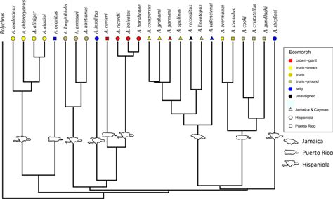 Phylogenetic Relationships Of The Lizard Species Examined In This