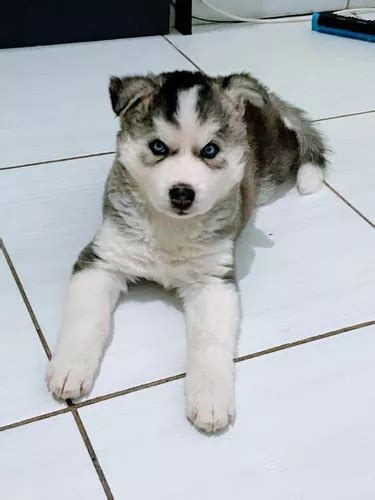 Lindos Filhotes De Husky Siberiano Parcelamento Sem Juros