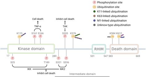 Frontiers | RIPK1 in the inflammatory response and sepsis: Recent
