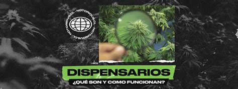 Dispensarios qué son y cómo funcionan Notorious