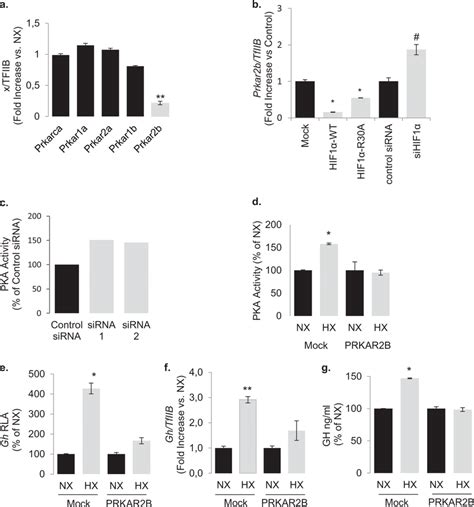 Hypoxia And Hif Downregulates The Transcription Of Gene Encoding For