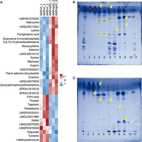 GC/LC-MS analysis of metabolites (A) and HPTLC analysis of lipids (B,C ...