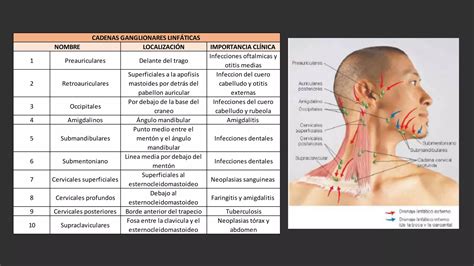 Exploraci N De Cuello Y Cadenas Ganglionares Ppt