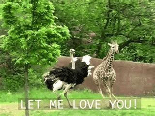 Funny S Giraffe GIF - Find & Share on GIPHY