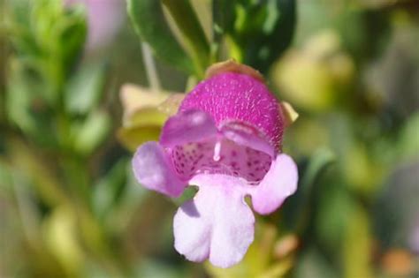 Eremophila Image Database Part 9 Australian Native Plants Society