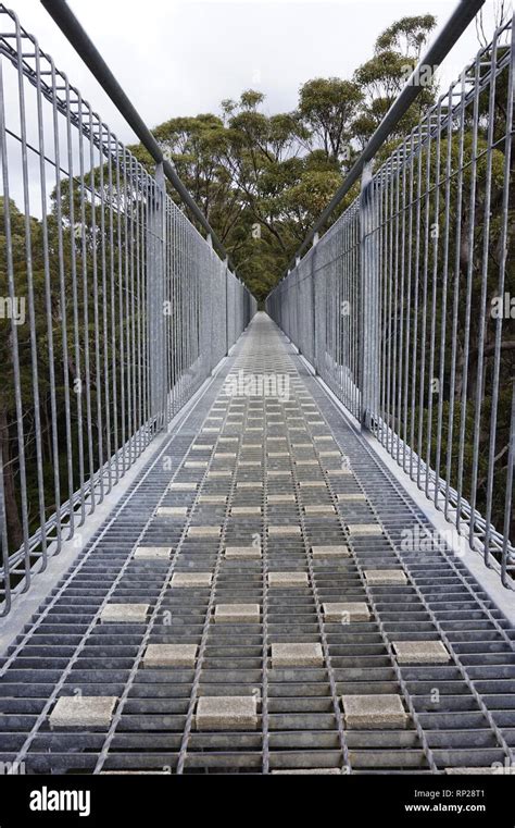 Valley of the Giants Tree Top Walk Stock Photo - Alamy