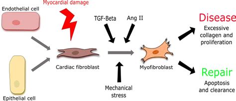 Complex Relationship Between Cardiac Fibroblasts And Cardiomyocytes In