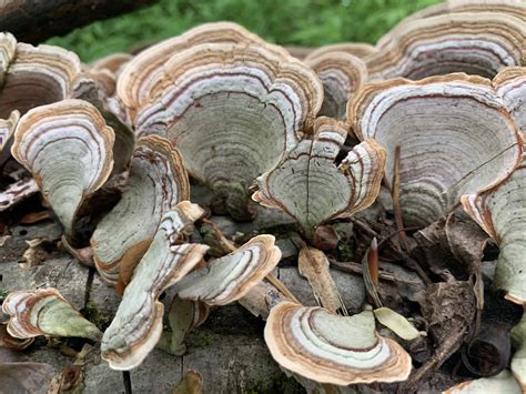 Maryland Biodiversity Project False Turkey Tail Stereum Ostrea