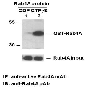 Rab A Gtp Neweast Biosciences Gtpase Oncogene And Bioactive Protein