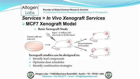 Altogen Labs Mcf7 Xenograft Service Breast Cancer Youtube