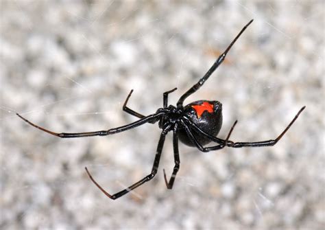 What to Do If You Find Black Widow Spiders in Phoenix