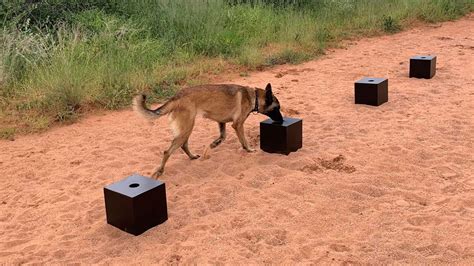 Detection Dogs Training: Unleash Canine Potential!