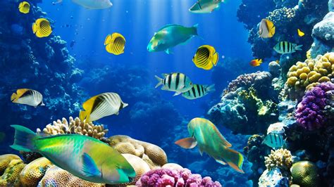 Coral Reef Live Wallpaper 59 Images