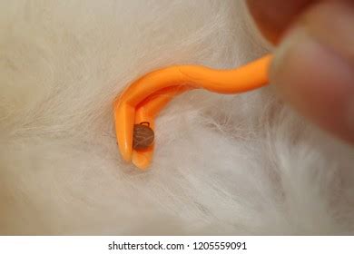 444 Cat tick removal Images, Stock Photos & Vectors | Shutterstock