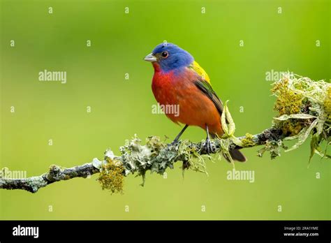 Painted Bunting Passerina Ciris Male Perching On A Branch USA