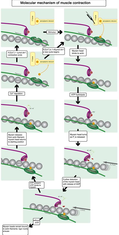 Muscle Contraction and Locomotion | Boundless Biology