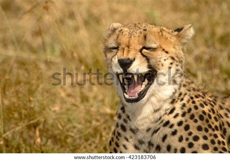 2,519 Smiling Cheetah Images, Stock Photos & Vectors | Shutterstock