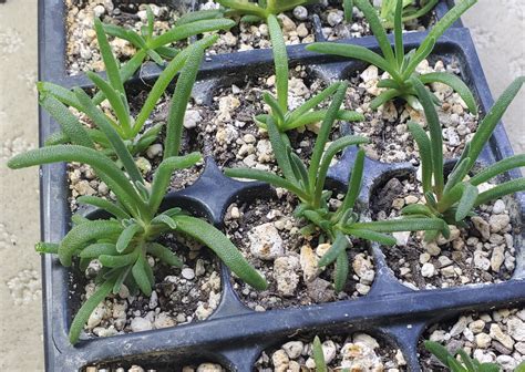 Delosperma Cooperi Seeds Ice Plant Live Plant or Seeds - Etsy