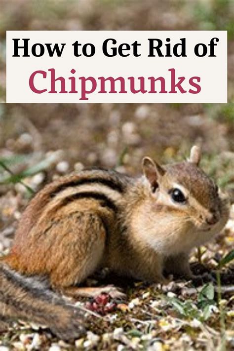 How To Get Rid Of Chipmunks In Your Yard Artofit